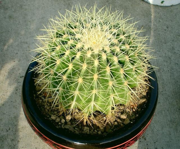 【家装知识】七款“吸毒”植物,室内的天然空气净化器