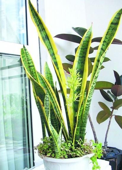【家装知识】七款“吸毒”植物,室内的天然空气净化器