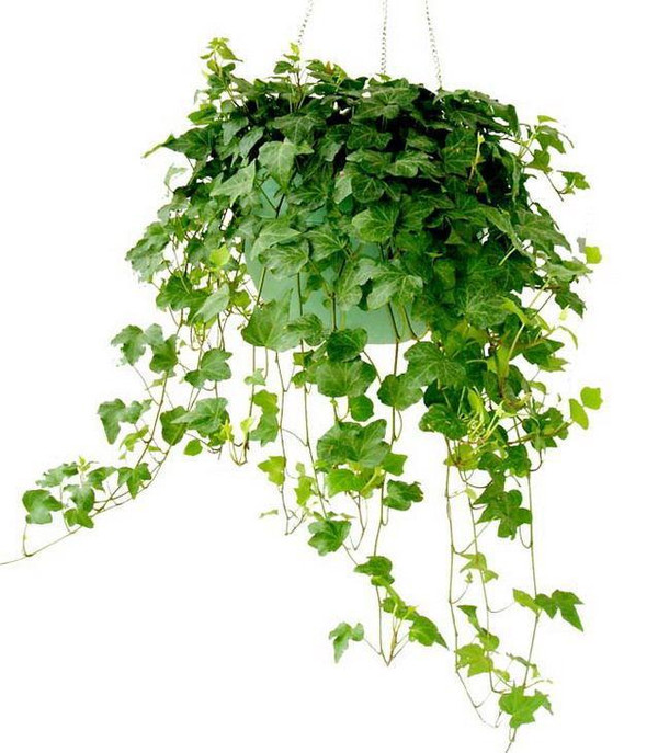 【家装知识】七款“吸毒”植物,室内的天然空气净化器