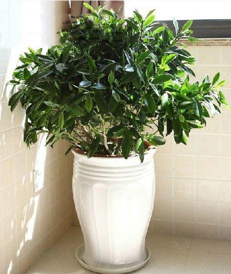 【家装知识】七款“吸毒”植物,室内的天然空气净化器