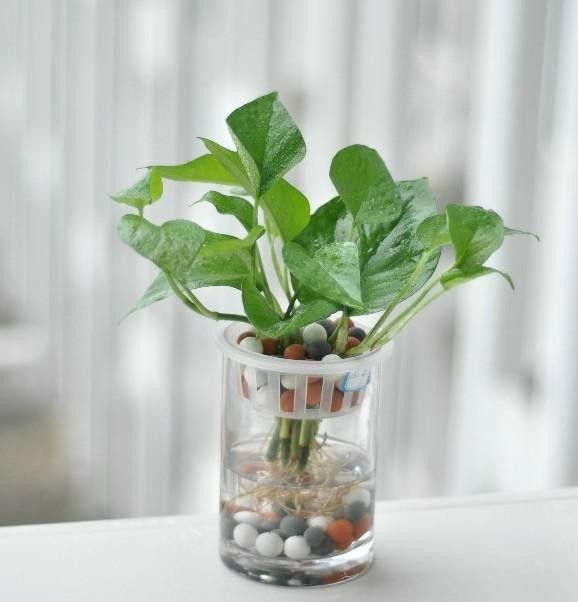 【家装知识】七款“吸毒”植物,室内的天然空气净化器