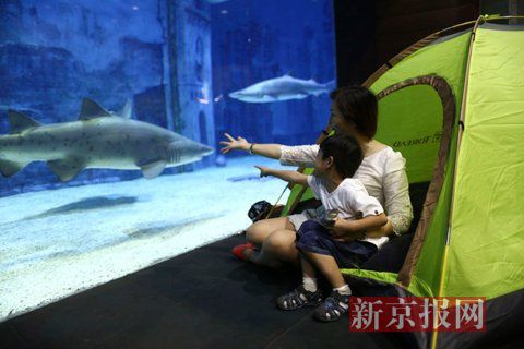海洋课堂搬进鲨鱼馆