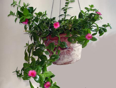 家居植物风水摆设