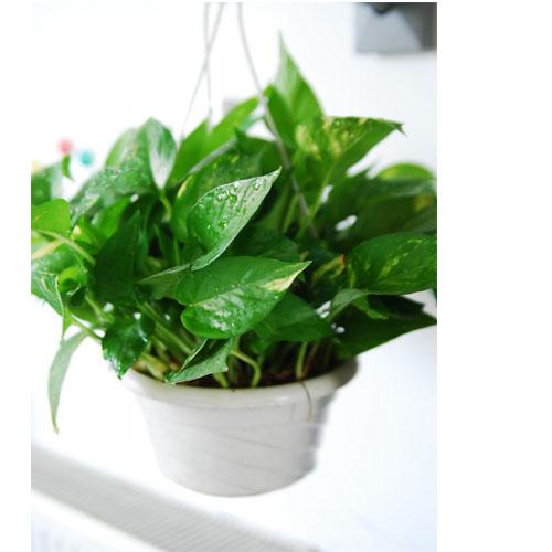 家居植物风水摆设