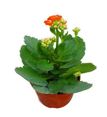 家居植物风水摆设