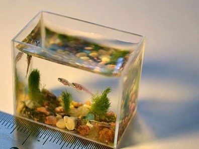 家居风水达人 6款家居旺财知识