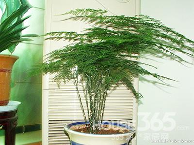 家居植物 家居植物