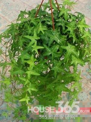 植物 植物