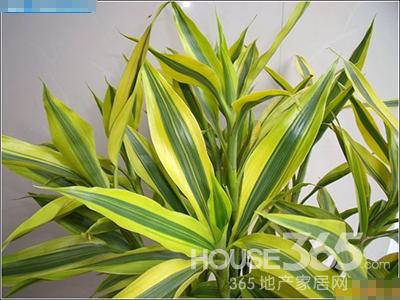 夏季适合养什么植物 夏季适合养什么植物
