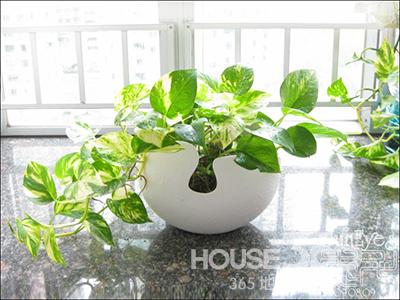 室内植物 室内植物