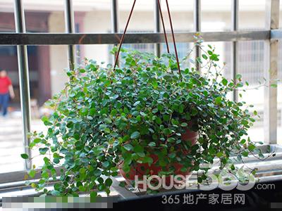 卧室植物 卧室植物