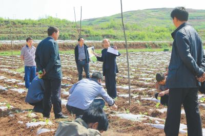 “烟苗移栽后要立即查苗补缺，做到苗全、苗齐、苗壮，以保证烟田生长均匀一致。同时，在查苗补缺过程中，如发现小苗，要浇施偏心肥水，促小苗早发快长，提高烟田整齐度，补苗后要及时浅锄中耕灭除杂草，喷施农药预防病虫害发生。”5月9日，洛阳市烟草公司嵩县分公司邀请专家深入烟田为全县烟农面对面培训。