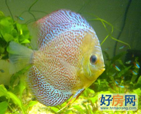 家居养鱼风水知识 风水鱼能吃吗？
