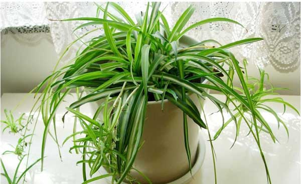 解读家居室内植物风水 室内植物摆放风水知识