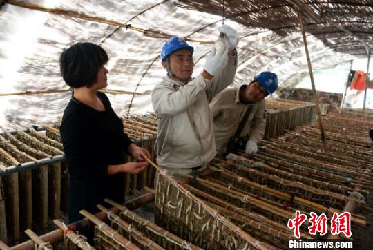 江苏东台7.5万户蚕农秋蚕上簇 "电保姆"24小时守候