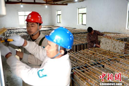 江苏东台7.5万户蚕农秋蚕上簇“电保姆”24小时守候
