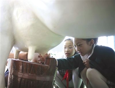 北京朝阳公园,小学生在体验挤牛奶。新京报记者 浦峰 摄