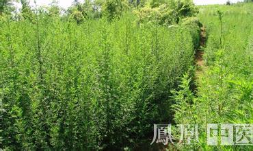 屠呦呦获奖到底是做出了什么贡献