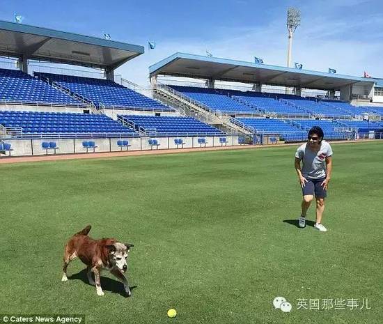 老年狗狗的几十个心愿 被一群热情网友完成了