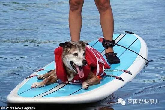 老年狗狗的几十个心愿 被一群热情网友完成了