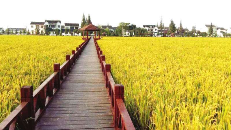 “空心村”要做太湖新城后花园